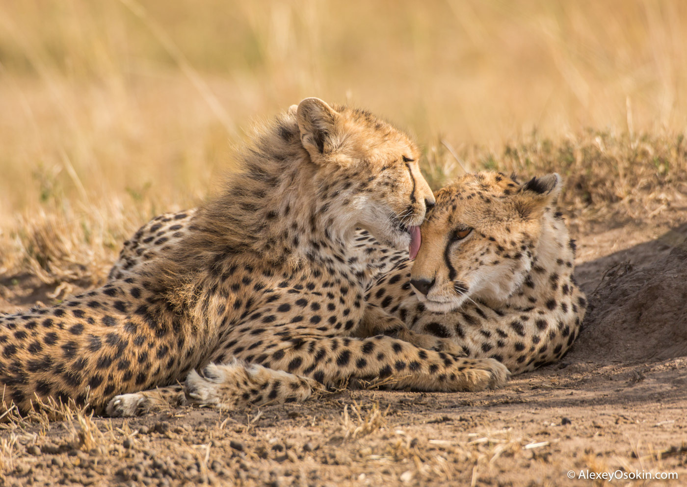 December 4 is International Cheetah Day - Cheetah, Rare view, Small cats, Cat family, Mammals, Animals, Wild animals, wildlife, Africa, The photo, Young, Alexey Osokin, Longpost