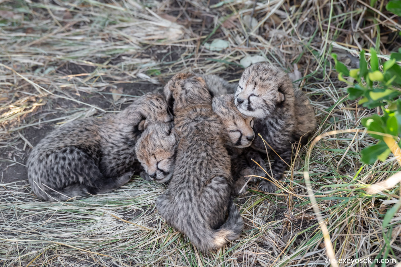 December 4 is International Cheetah Day - Cheetah, Rare view, Small cats, Cat family, Mammals, Animals, Wild animals, wildlife, Africa, The photo, Young, Alexey Osokin, Longpost