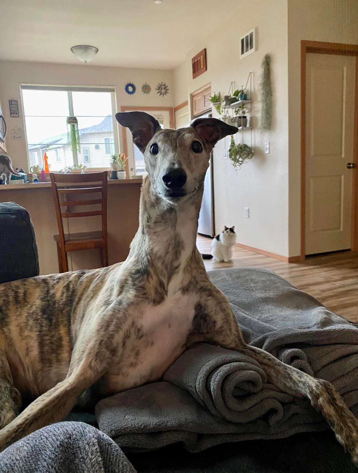 Powerful neck - Dog, cat, Neck, The photo