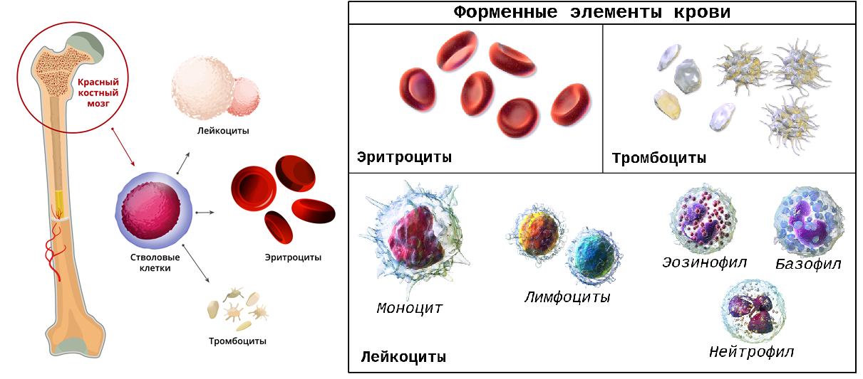 Красные элементы крови