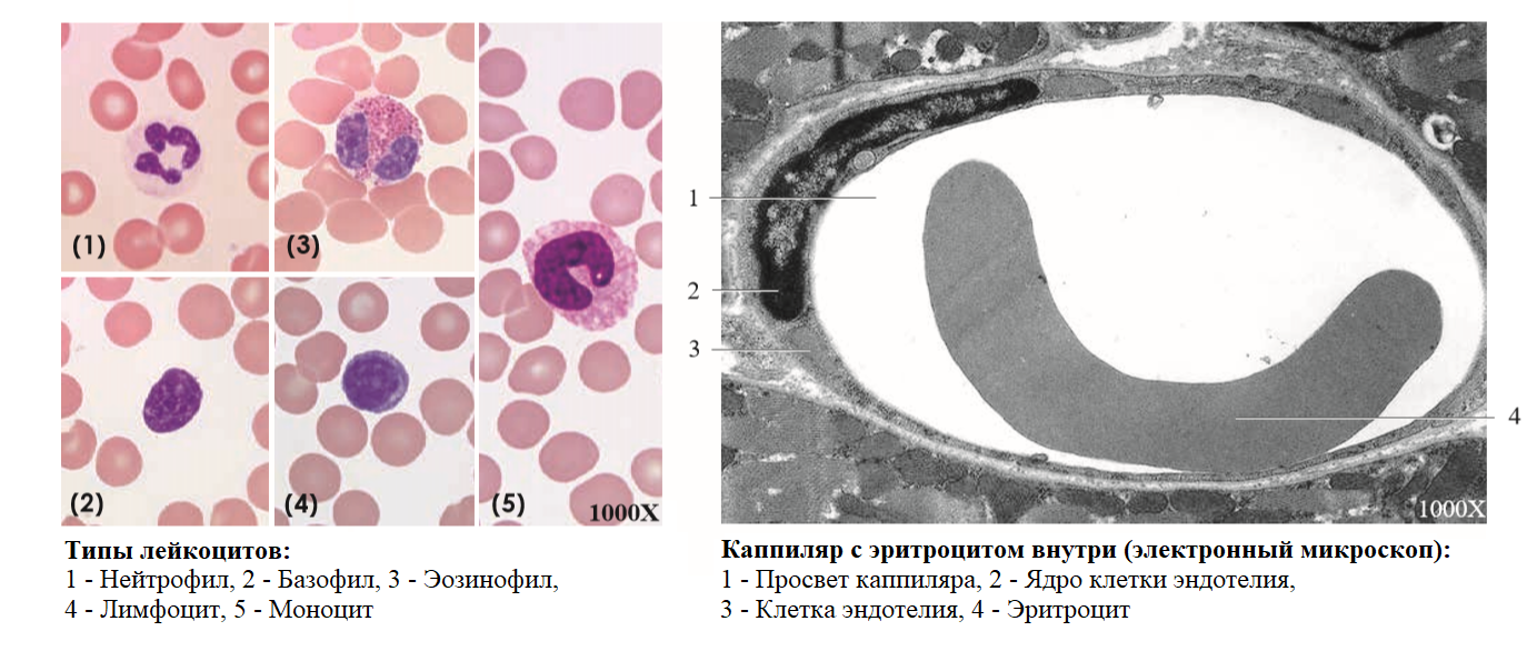 Кровь человека под микроскопом | Пикабу