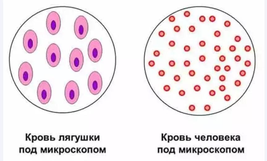 Клетки крови человека под микроскопом - информационная статья от интернет-магазина оптики Veber