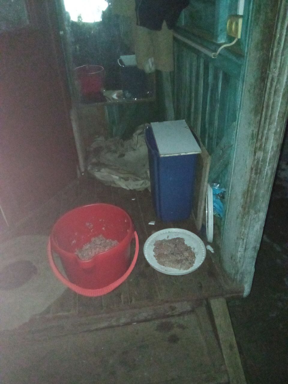 December 2nd. I feed cats abandoned by summer residents. Minus 18. 88 days before spring. A new kitten nailed to a flock of sterilized cats - My, cat, Animal Rescue, Vertical video, Dacha, Winter, Homeless animals, Video, Longpost, Youtube