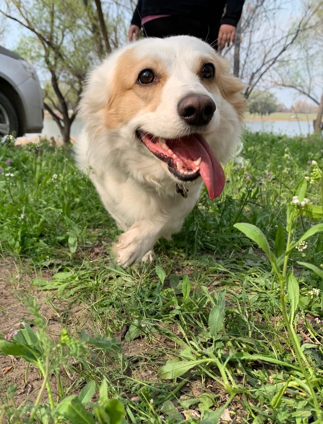 Outdoors - Dog, River, Grass, Skoda fabia, Zaxaroid, The photo