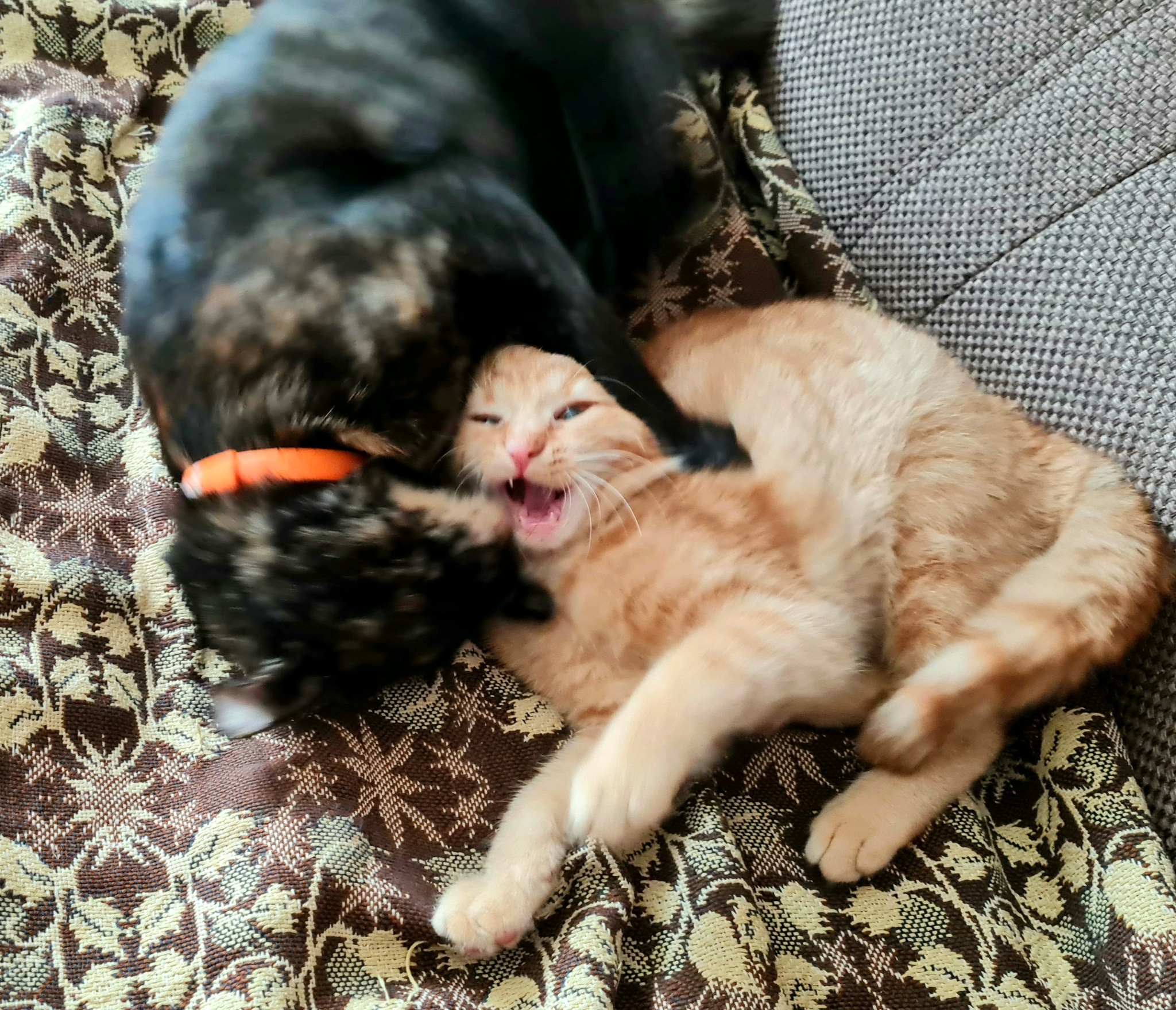 Mother Basya and daughter Alice - My, Bastet, cat, Redheads, Milota