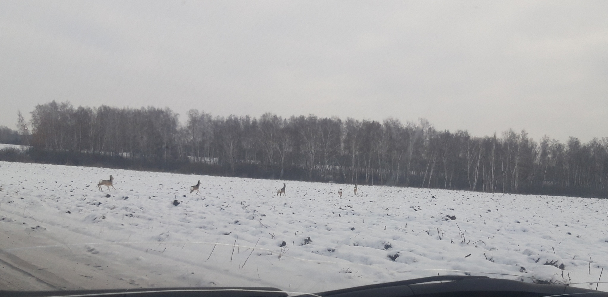 Roe deer. Tyumen region - My, Field, Roe