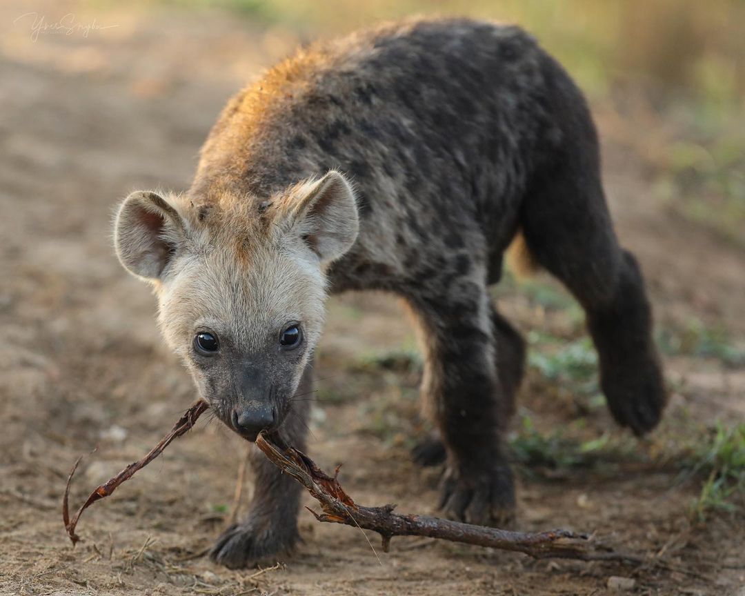 Just brought a twig - Spotted Hyena, Hyena, Predatory animals, Mammals, Wild animals, wildlife, Kruger National Park, South Africa, The photo, Young, Branch, Longpost