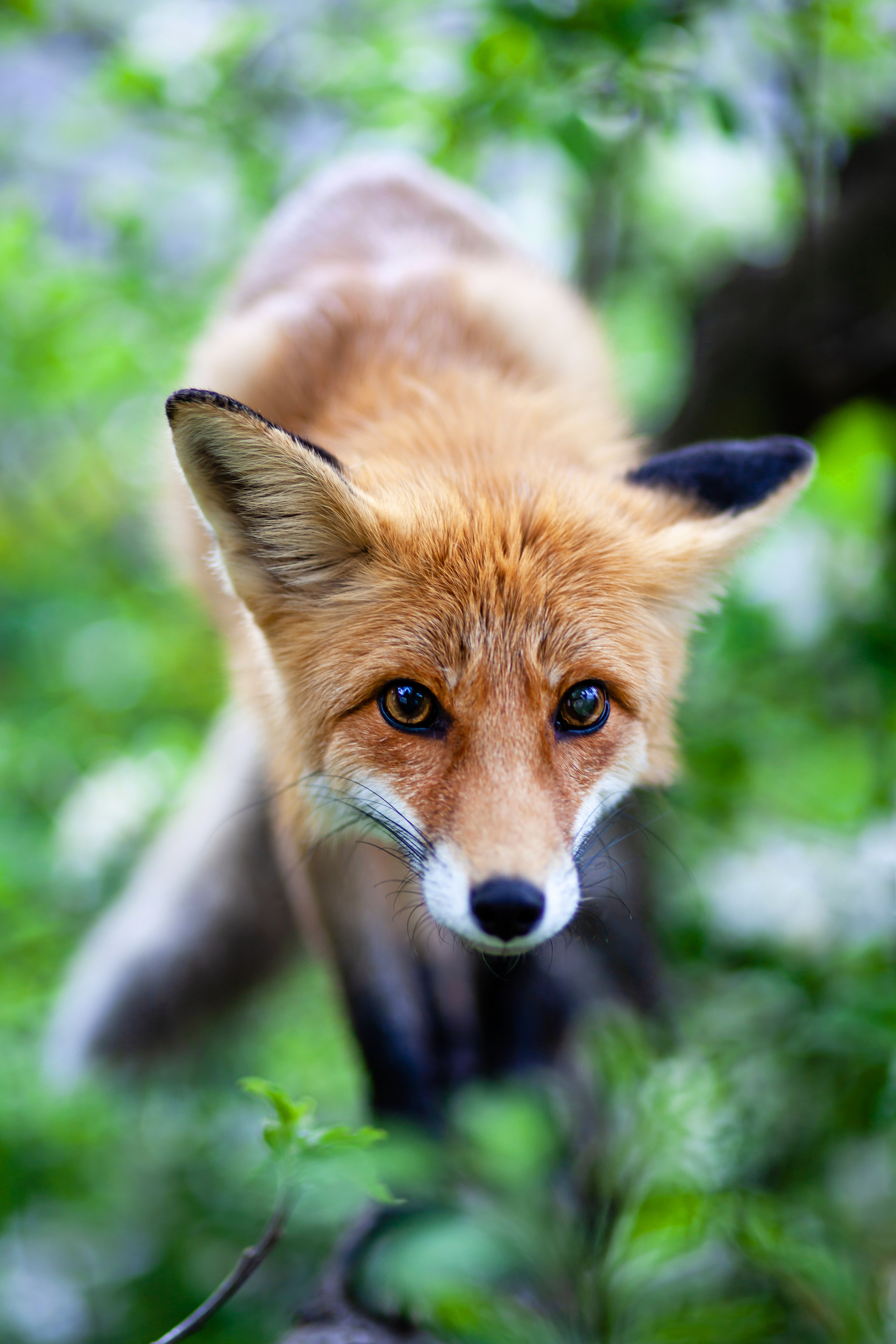 domestic fox - My, Domestic fox, Fox, Nixie, The photo, Longpost