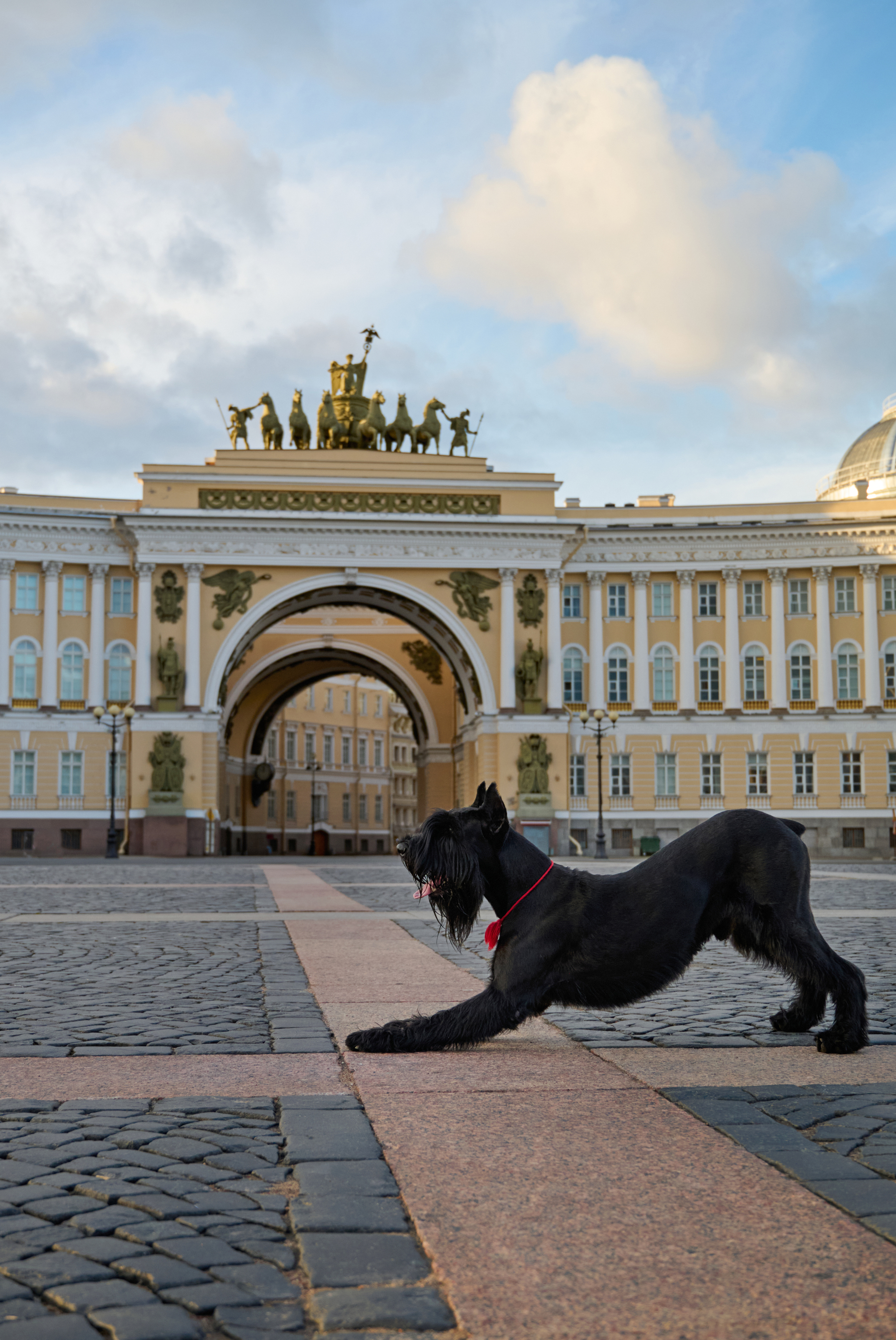 Black Bearded DR - My, Dog, Pets, Giant schnauzer, Longpost