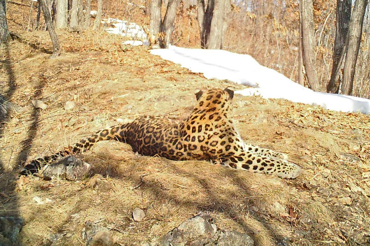 Oh, I have to go to work tomorrow! - Far Eastern leopard, beauty, wildlife, Leopard, Land of the Leopard, Primorsky Krai, The photo, Big cats, Predatory animals, Cat family, Wild animals, Longpost