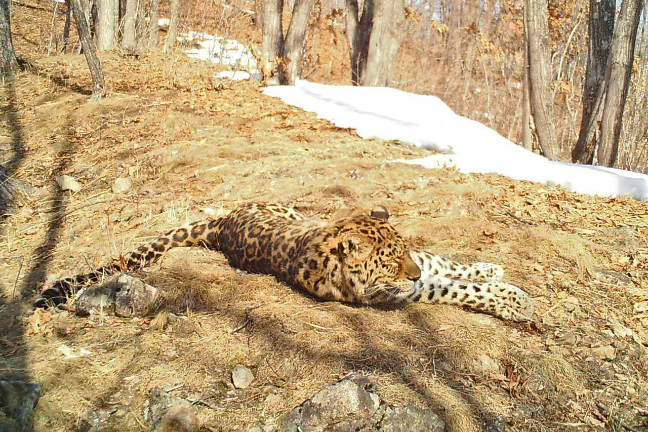 Oh, I have to go to work tomorrow! - Far Eastern leopard, beauty, wildlife, Leopard, Land of the Leopard, Primorsky Krai, The photo, Big cats, Predatory animals, Cat family, Wild animals, Longpost