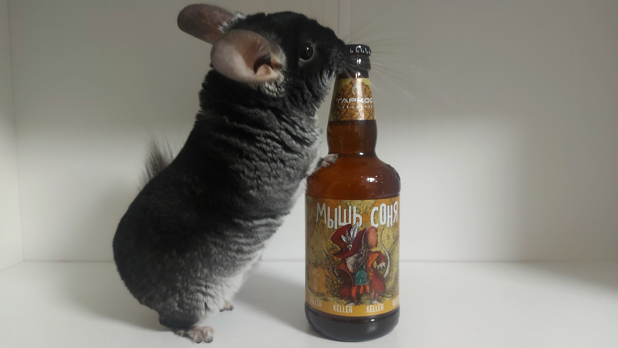 Mouse Sonya (Tarkos) - My, Beer, Unfiltered, Overview, Opinion, Longpost, Lewis Carroll, Mouse, Sonya, Chinchilla, GIF, Pets