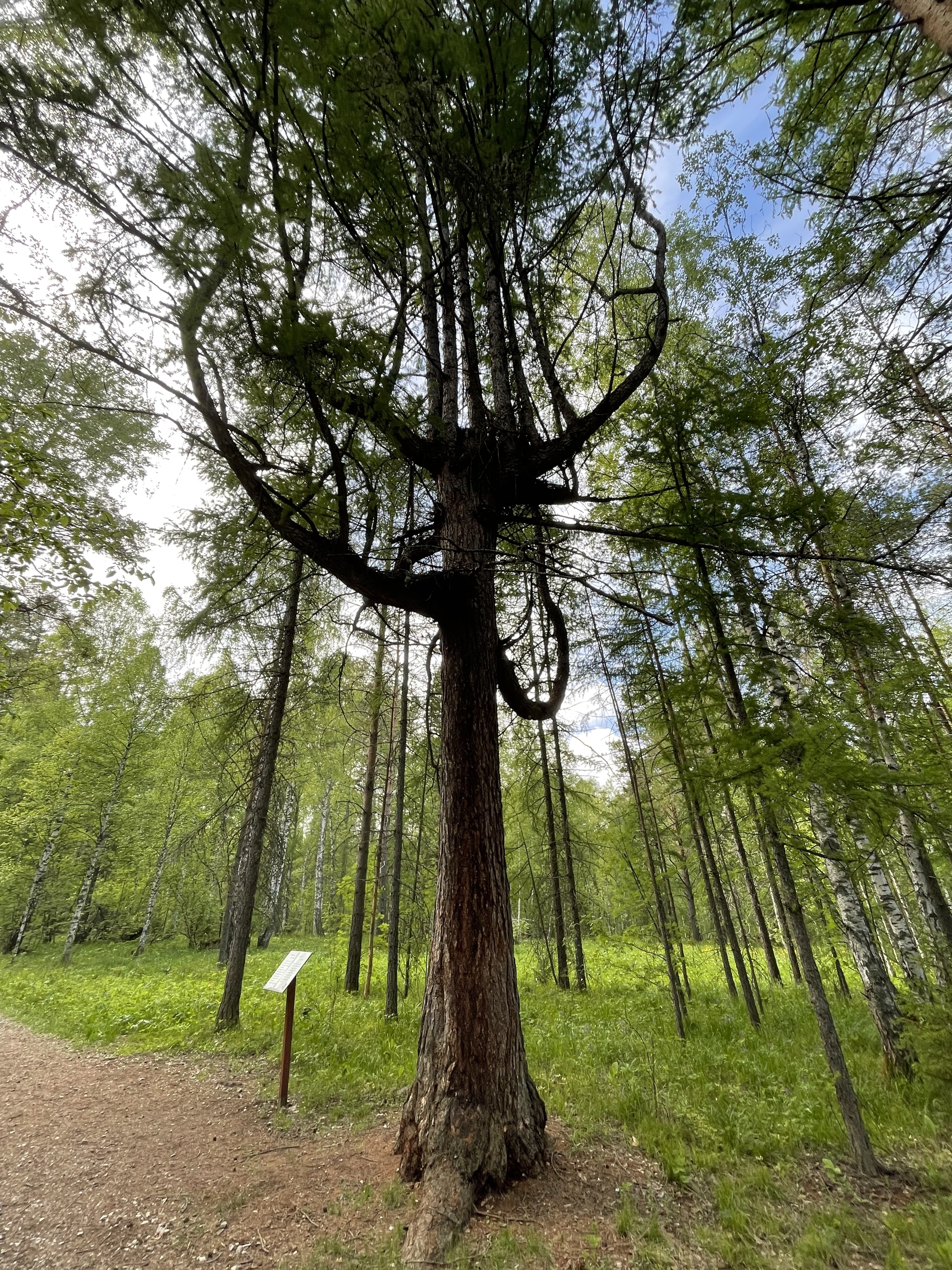 Оленьи ручьи - Моё, Лето, Фотография, Природа, Лес, Длиннопост