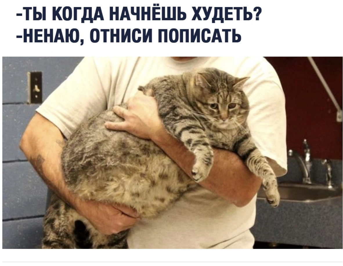 Толстый котик на руках
