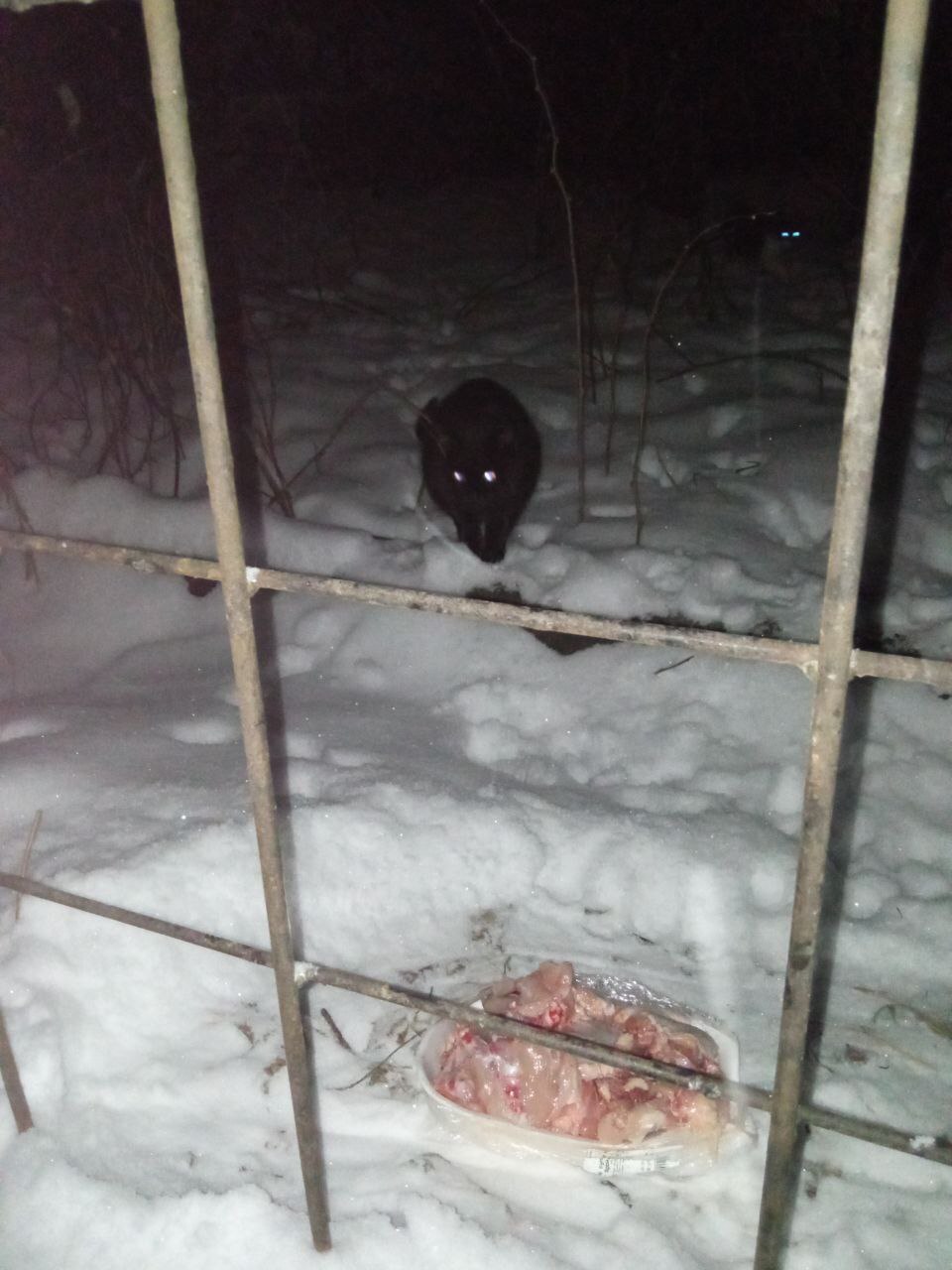 5th of December. I feed cats abandoned by summer residents. Minus 7. 86 days until spring. It's still snowing. Cysts in cats that survived the cold - My, cat, Animal Rescue, Vertical video, Dacha, Winter, Homeless animals, Video, Longpost