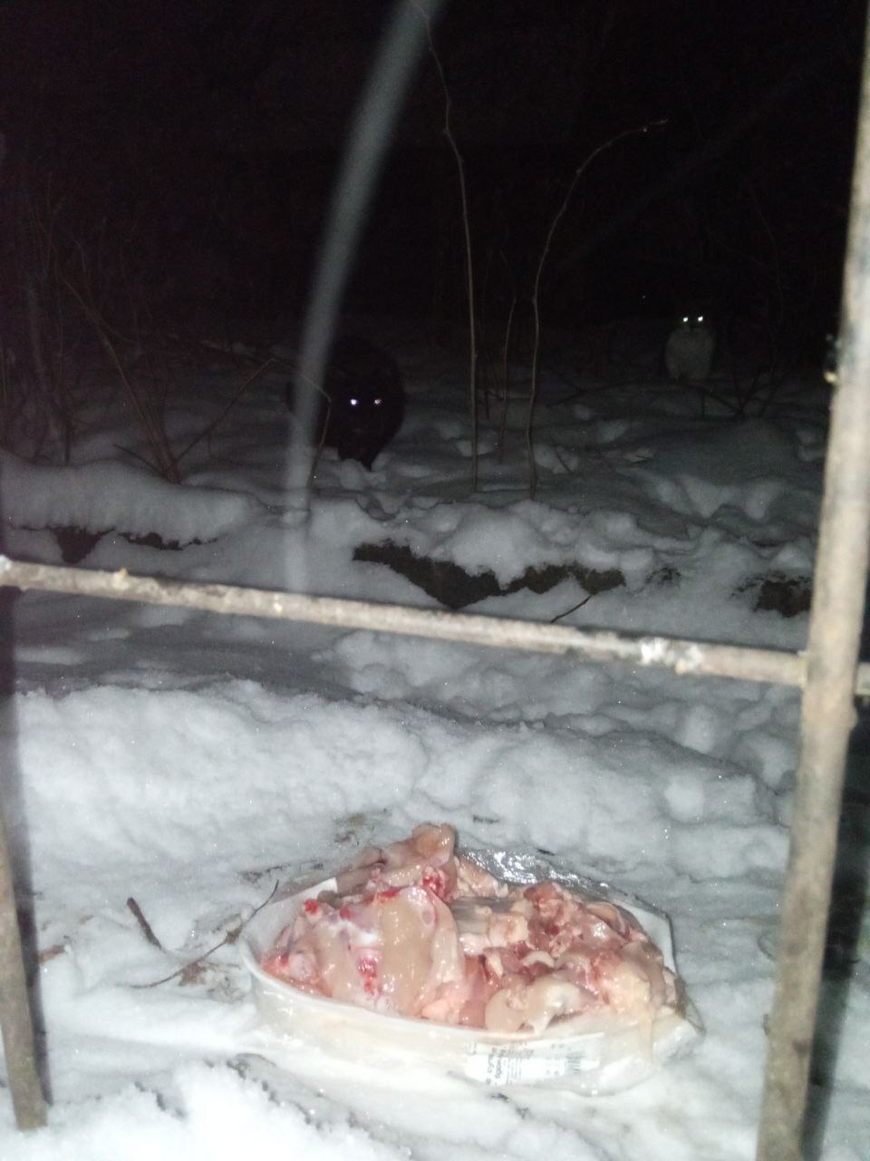 5th of December. I feed cats abandoned by summer residents. Minus 7. 86 days until spring. It's still snowing. Cysts in cats that survived the cold - My, cat, Animal Rescue, Vertical video, Dacha, Winter, Homeless animals, Video, Longpost