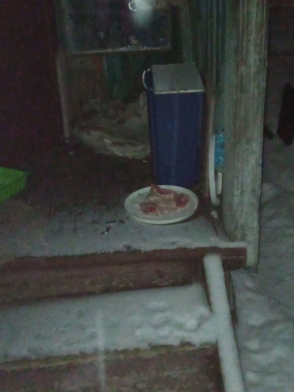 5th of December. I feed cats abandoned by summer residents. Minus 7. 86 days until spring. It's still snowing. Cysts in cats that survived the cold - My, cat, Animal Rescue, Vertical video, Dacha, Winter, Homeless animals, Video, Longpost