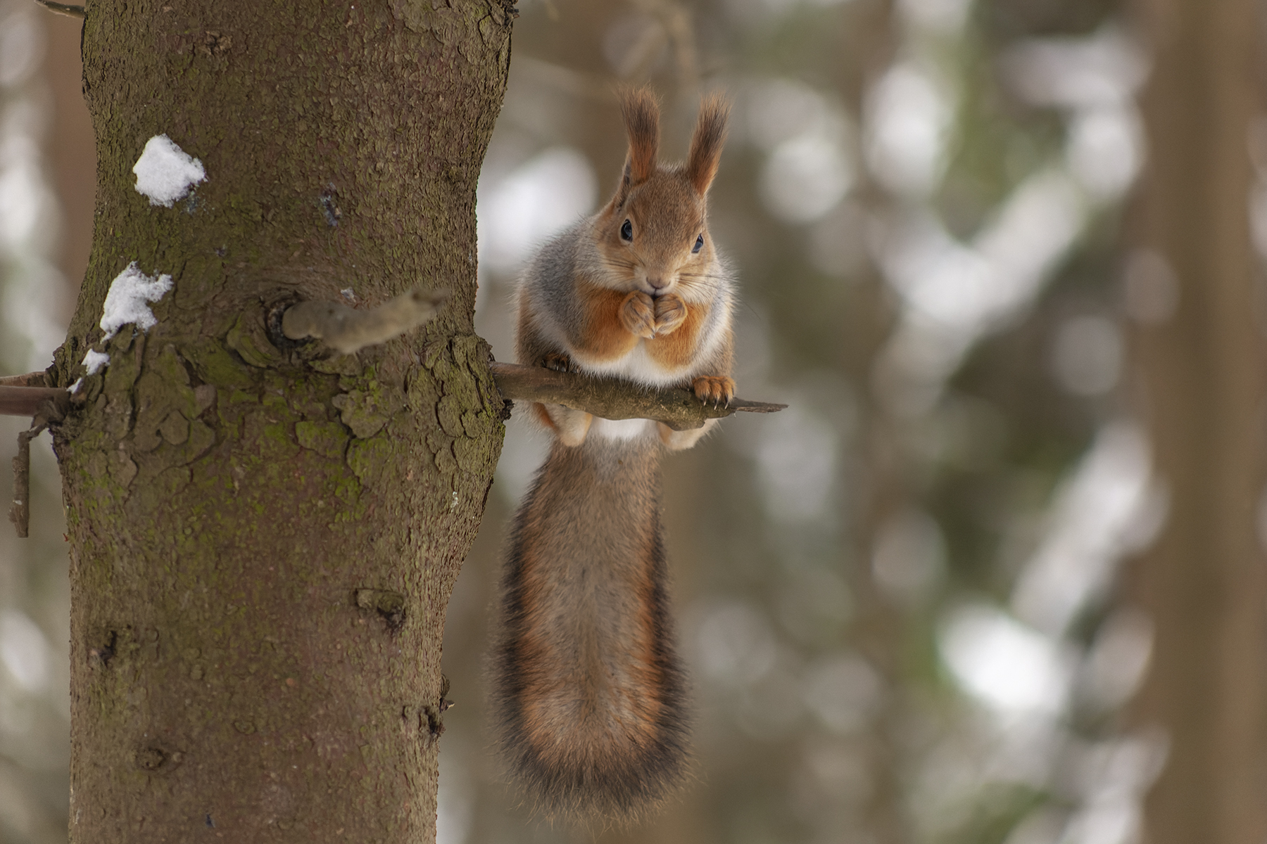 Squirrel - My, The photo, Nature, Winter, Forest, Squirrel, Redkino