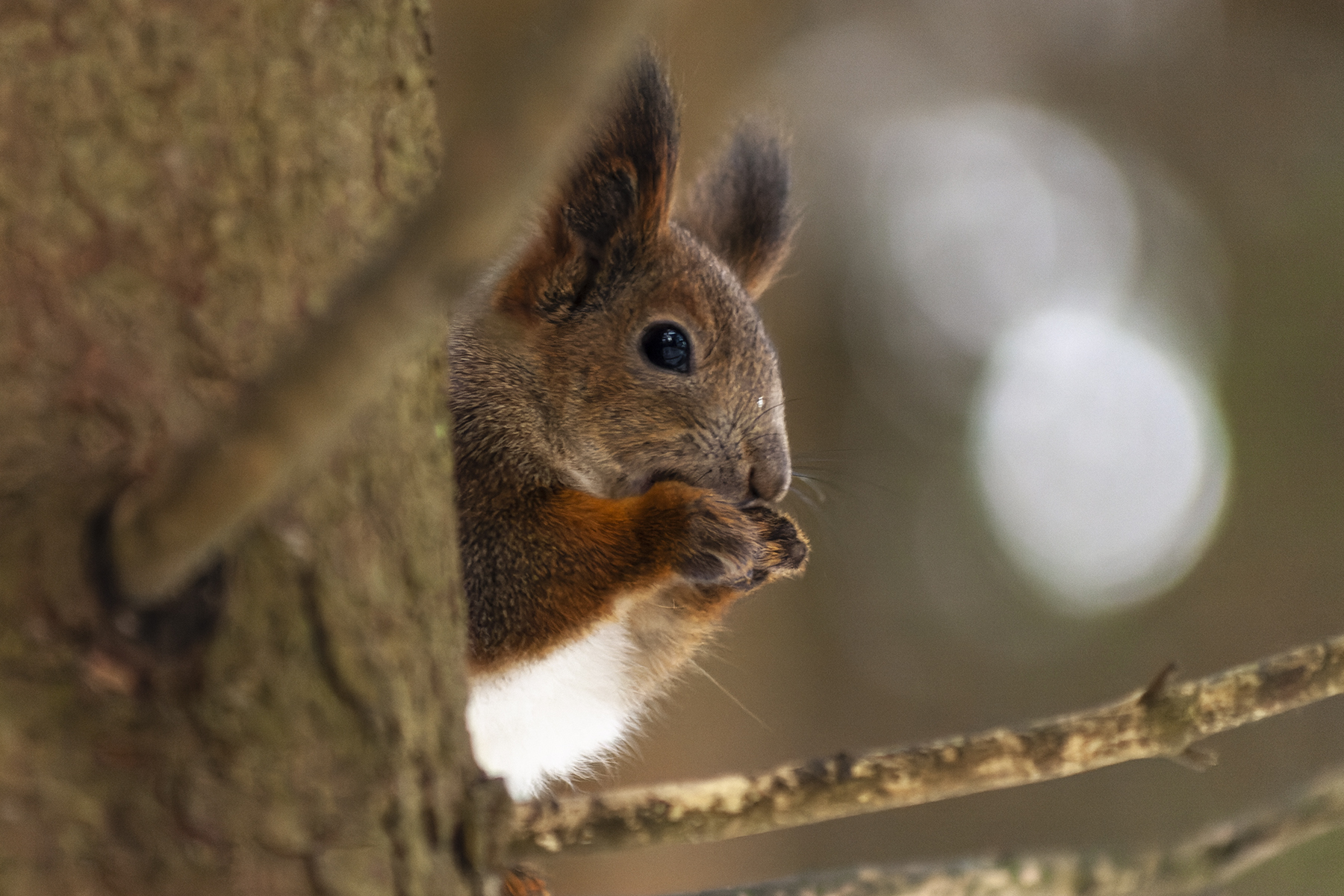 Squirrel - My, The photo, Nature, Winter, Forest, Squirrel, Redkino