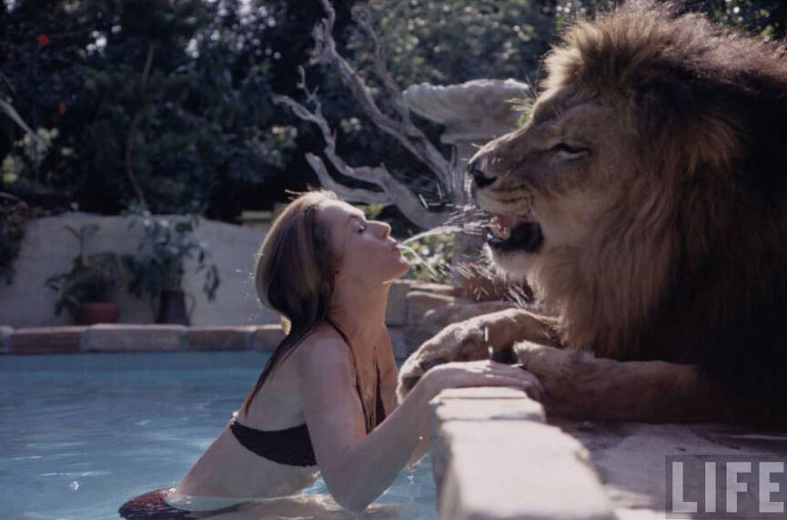 In bed with a lion - a lion, Animals, Melanie Griffith, Movies, Actors and actresses