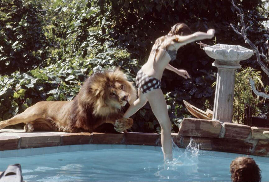 In bed with a lion - a lion, Animals, Melanie Griffith, Movies, Actors and actresses