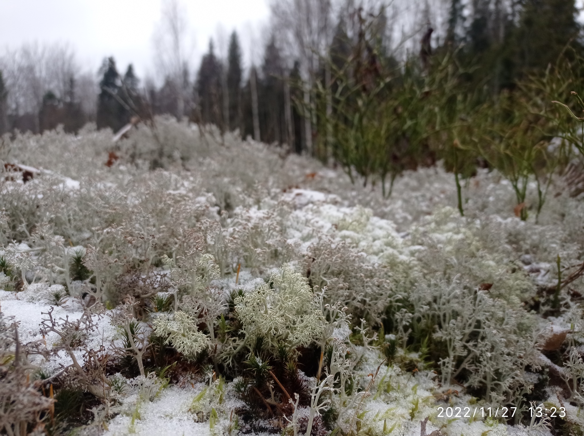 Winter - My, Saint Petersburg, Forest, Vyborg, Leningrad region, Lake, Winter, Ice, Moss, Mobile photography, Photo on sneaker, Boulder, Longpost