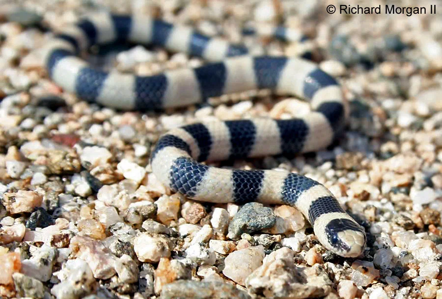 Western Ground Snake: 1 out of 4 colors suffers and takes the rap for everyone. And so on in turn. A very strange way to survive! - Snake, Reptiles, Animal book, Yandex Zen, Longpost