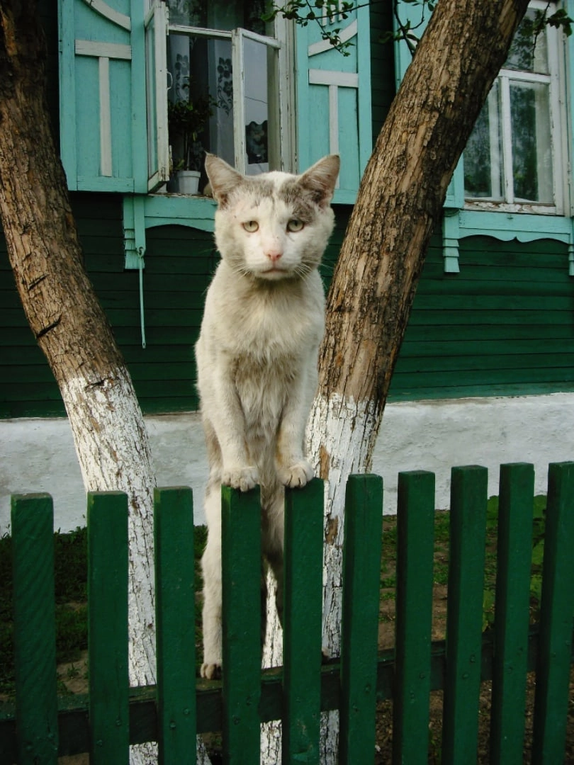 Gathered to leave the village, came to see off the cat - cat, Devotion, Animals, Pets, The photo, Repeat