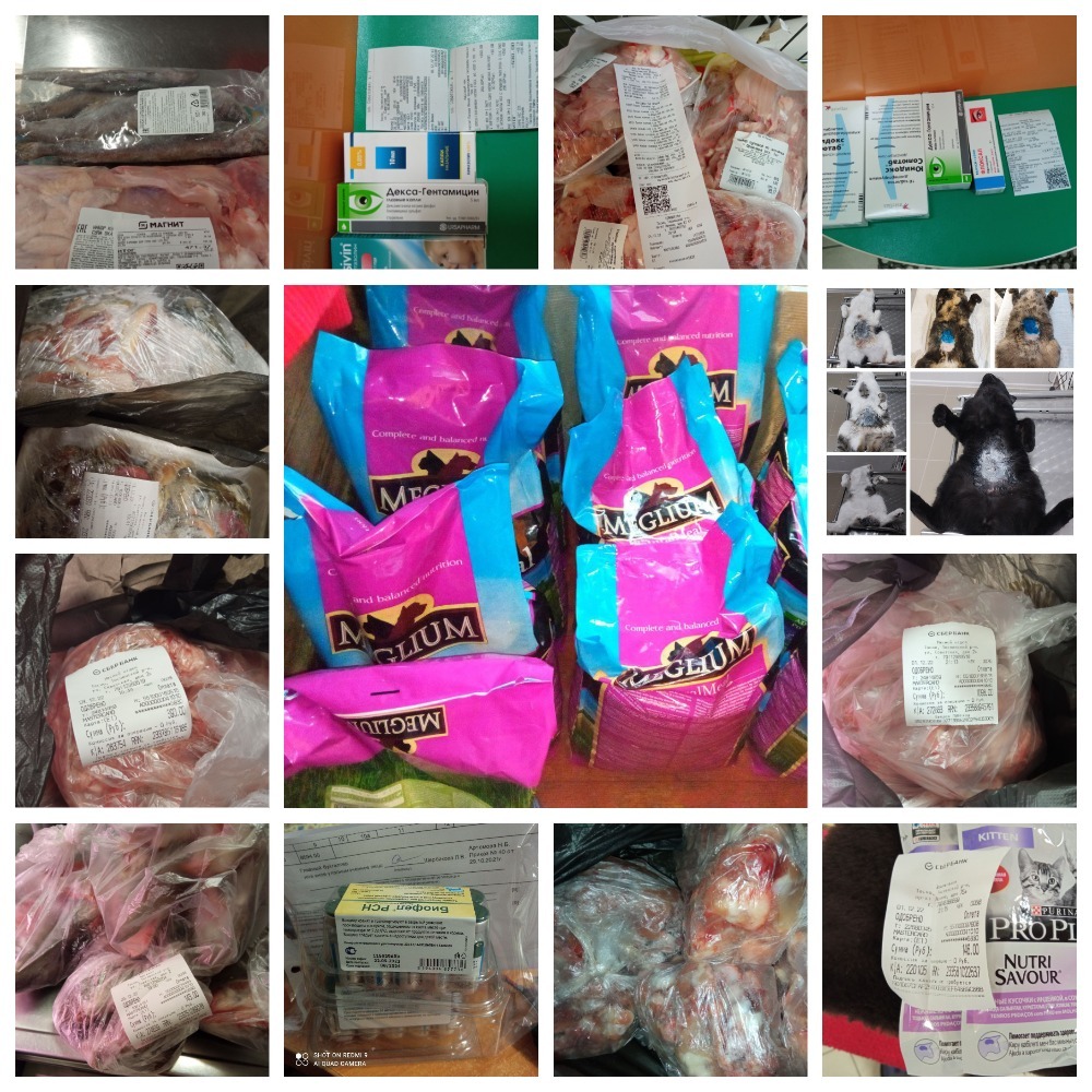 I spend your donations on cats. 150 kg of food, 20 vaccinations, natural woman, medicines and sterilization of cats - My, cat, Animal Rescue, Gratitude, Donut, Helping animals, Animal shelter, Homeless animals, Volunteering, Longpost