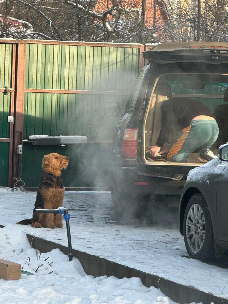 pair work - My, Dog, Friend, Airedale Terrier, Toy Terrier, Dog lovers, Doesn't get in the way