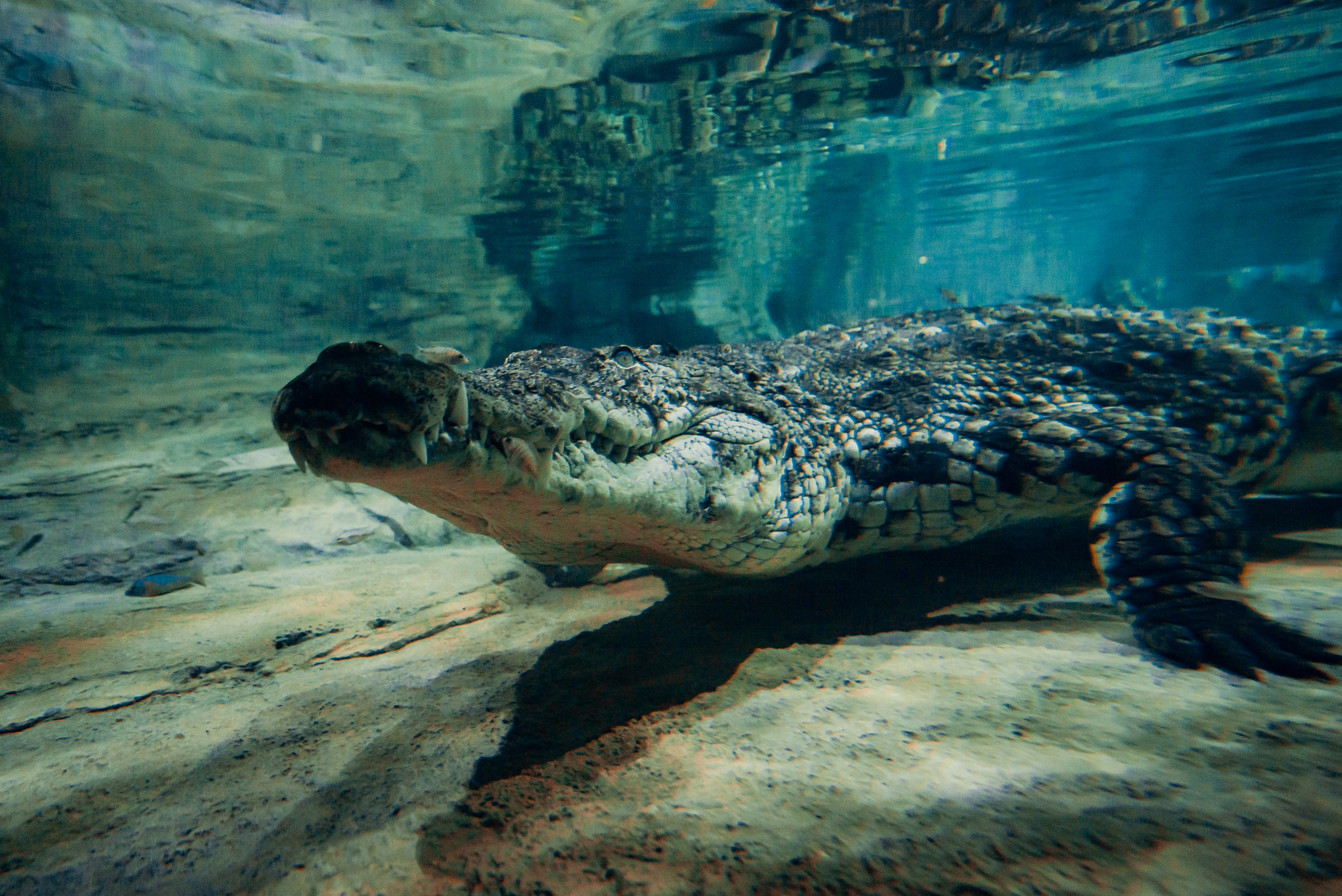 With a new... tooth! - My, Penza Oceanarium, Animals, Penza, Crocodiles, Longpost