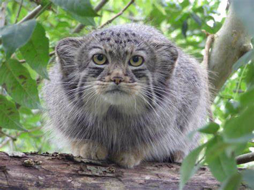 You came? I was waiting for you - Pallas' cat, Small cats, Pet the cat, Cat family, Fluffy