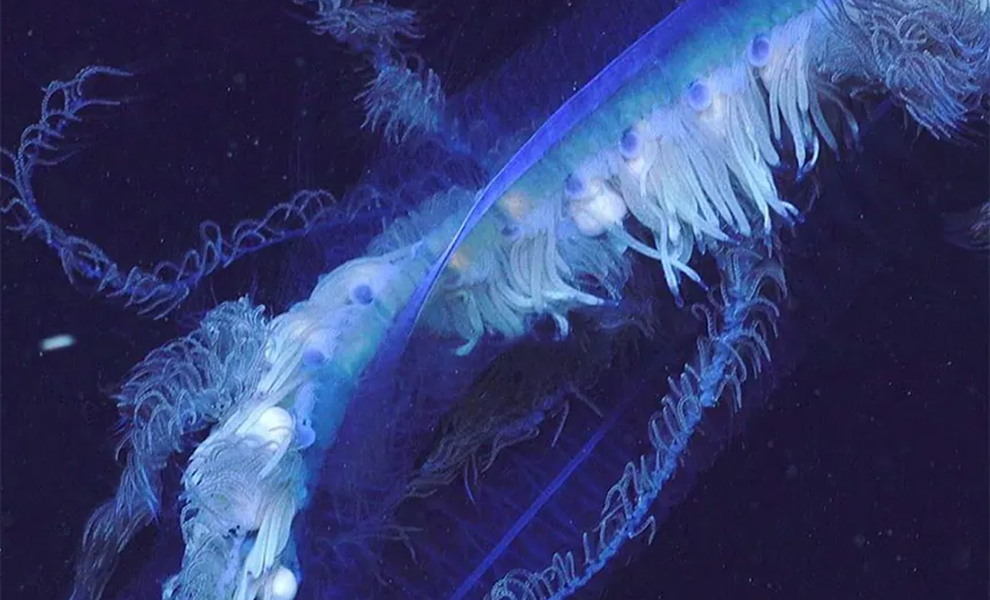 Thin threads were noticed in the depths of the ocean. However, then it turned out that this giant living creature is 45 meters long. - Ocean, Unprecedented, Video, Youtube, Longpost