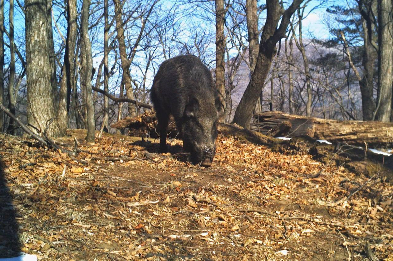 It's not easy being a boar - Boar, Nutrition, Acorn, National park, Primorsky Krai, Positive, The photo, wildlife, Wild animals, Longpost