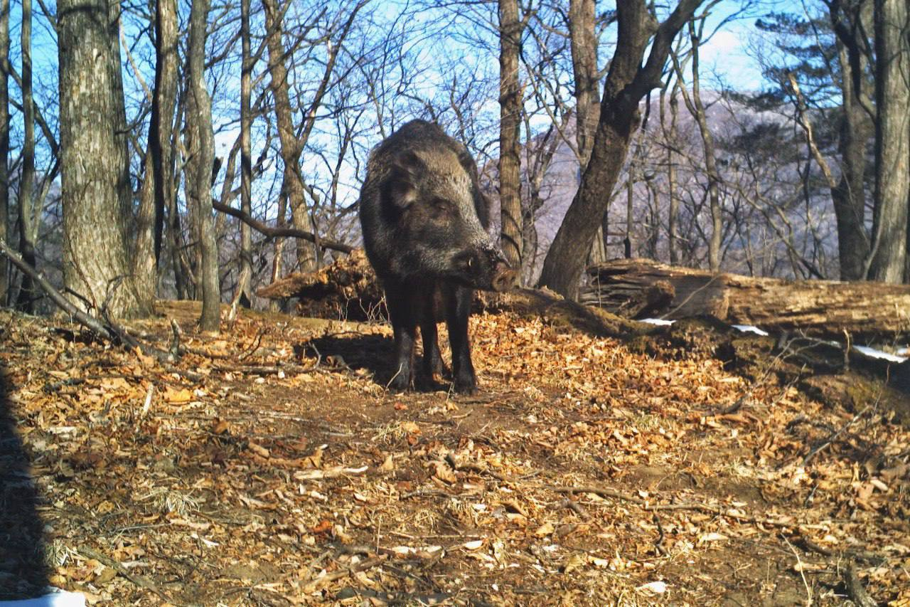 It's not easy being a boar - Boar, Nutrition, Acorn, National park, Primorsky Krai, Positive, The photo, wildlife, Wild animals, Longpost