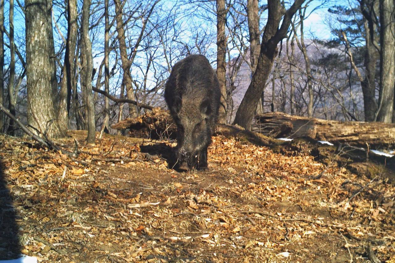 It's not easy being a boar - Boar, Nutrition, Acorn, National park, Primorsky Krai, Positive, The photo, wildlife, Wild animals, Longpost