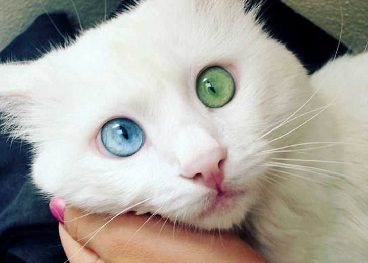 cat with heterochromia - Milota, Images, cat, Heterochromia, Pets, The photo