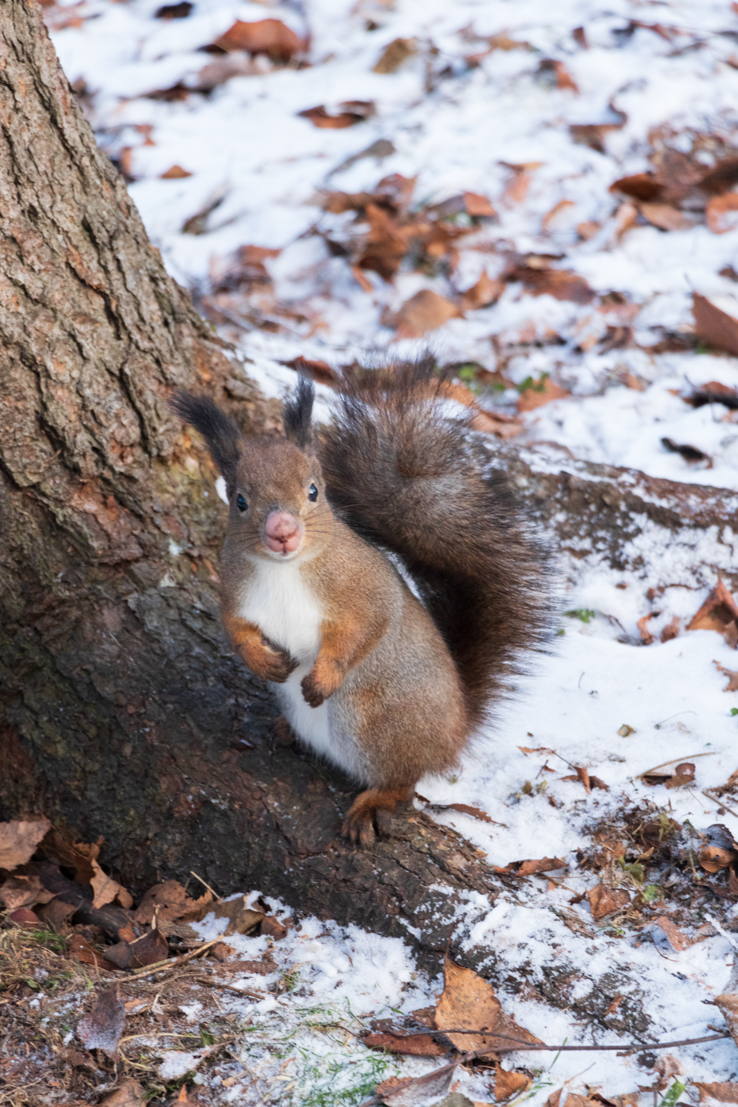 Proteins in the Central Park of Culture and Culture - My, Squirrel, Cpcchio, Winter, Longpost