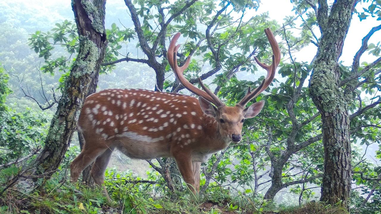 When the horns adorn - Spotted deer, Primorsky Krai, Reserves and sanctuaries, Deer, Artiodactyls, Ungulates, Wild animals, The photo, Phototrap, beauty