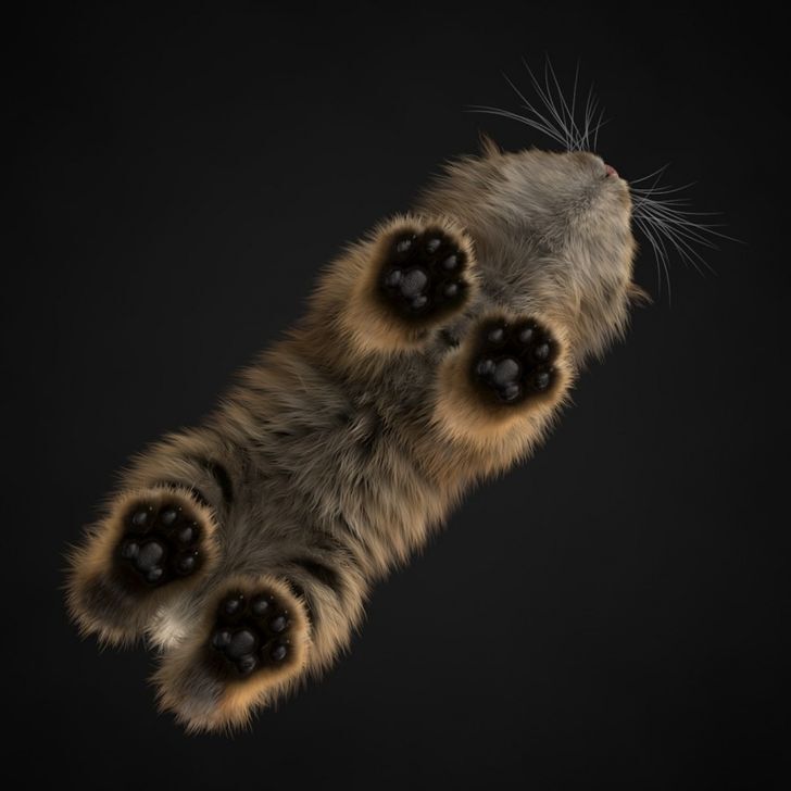 Paws - The photo, cat, Bottom view, Paws, Milota