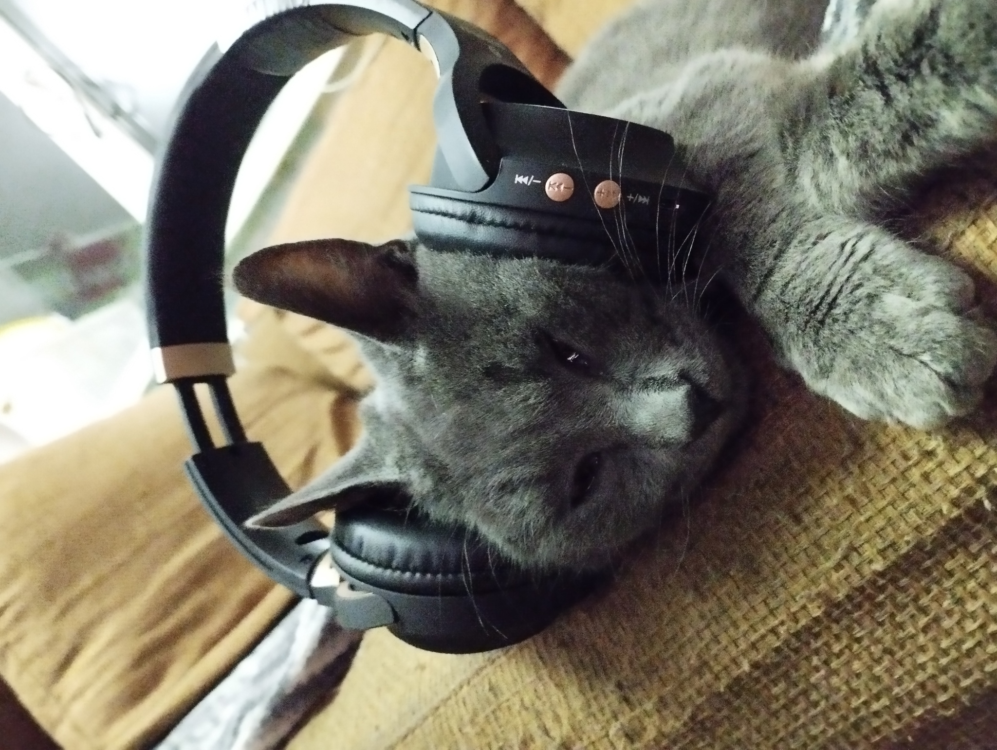 Is there any fresh news about the best headphones on the market? - My, Headphones, cat