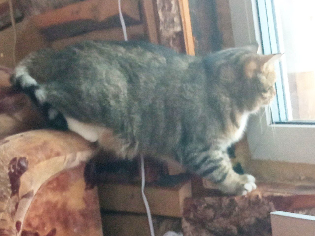 Continuation of the post “The cats I saved from the dachas where I live and have been saving them for 3.5 years” - My, cat, Animal Rescue, Kittens, Homeless animals, Longpost, Found a home, Dacha, Helping animals, Animal shelter, The strength of the Peekaboo, Video, Vertical video, Reply to post