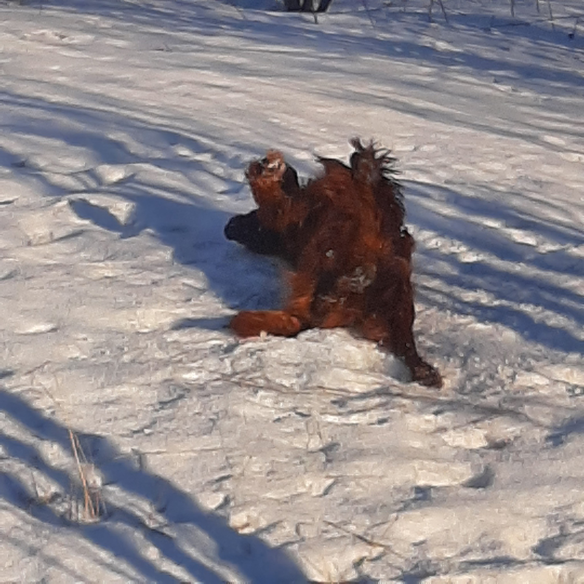 Winter - My, Irish Setter, Winter, Milota, Longpost, The photo