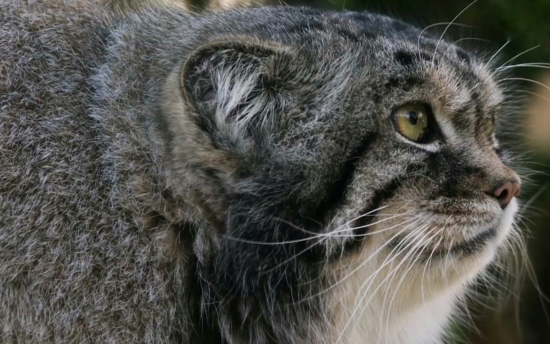 Proud Profile - Pallas' cat, Pet the cat, Small cats, Cat family, Wild animals, The photo