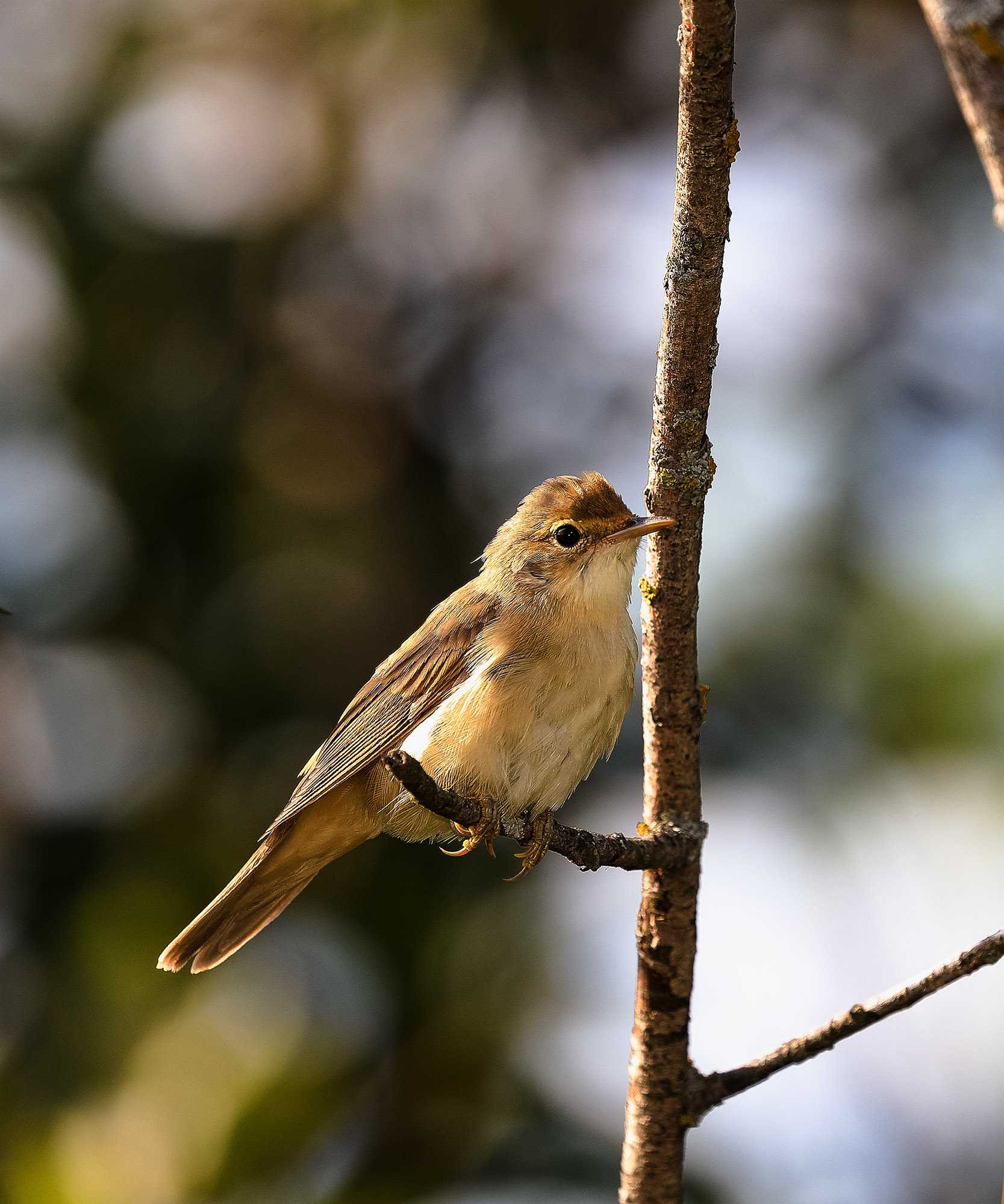 gray flycatcher - My, The photo, gray flycatcher, Nature, Birds, Ornithology, Photo hunting, Canon, Interesting, Lucky moment, Hobby, Funny