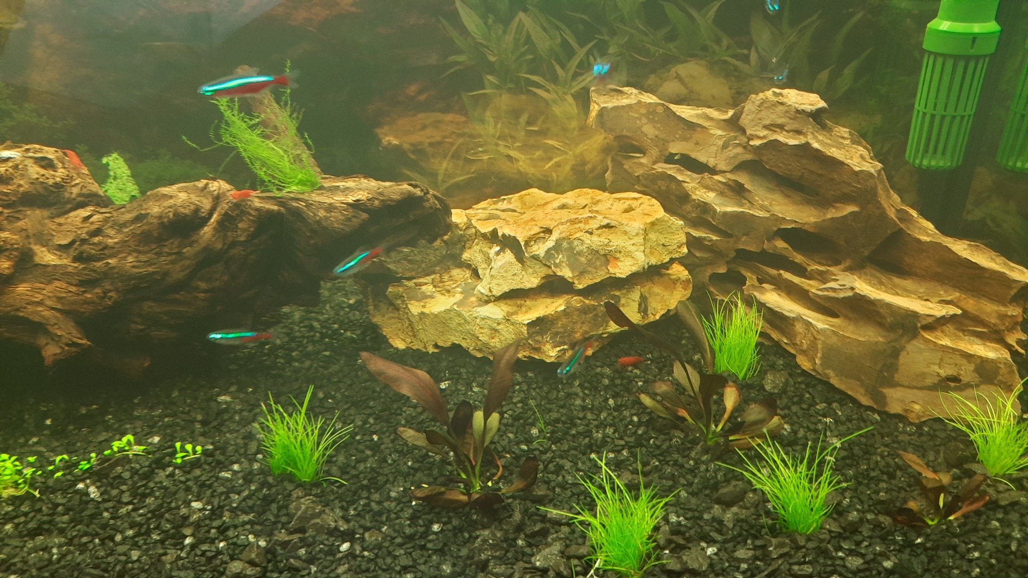 Return to Aquarium Part 3 - My, Aquarium, Aquarium fish, Aquarium, Longpost