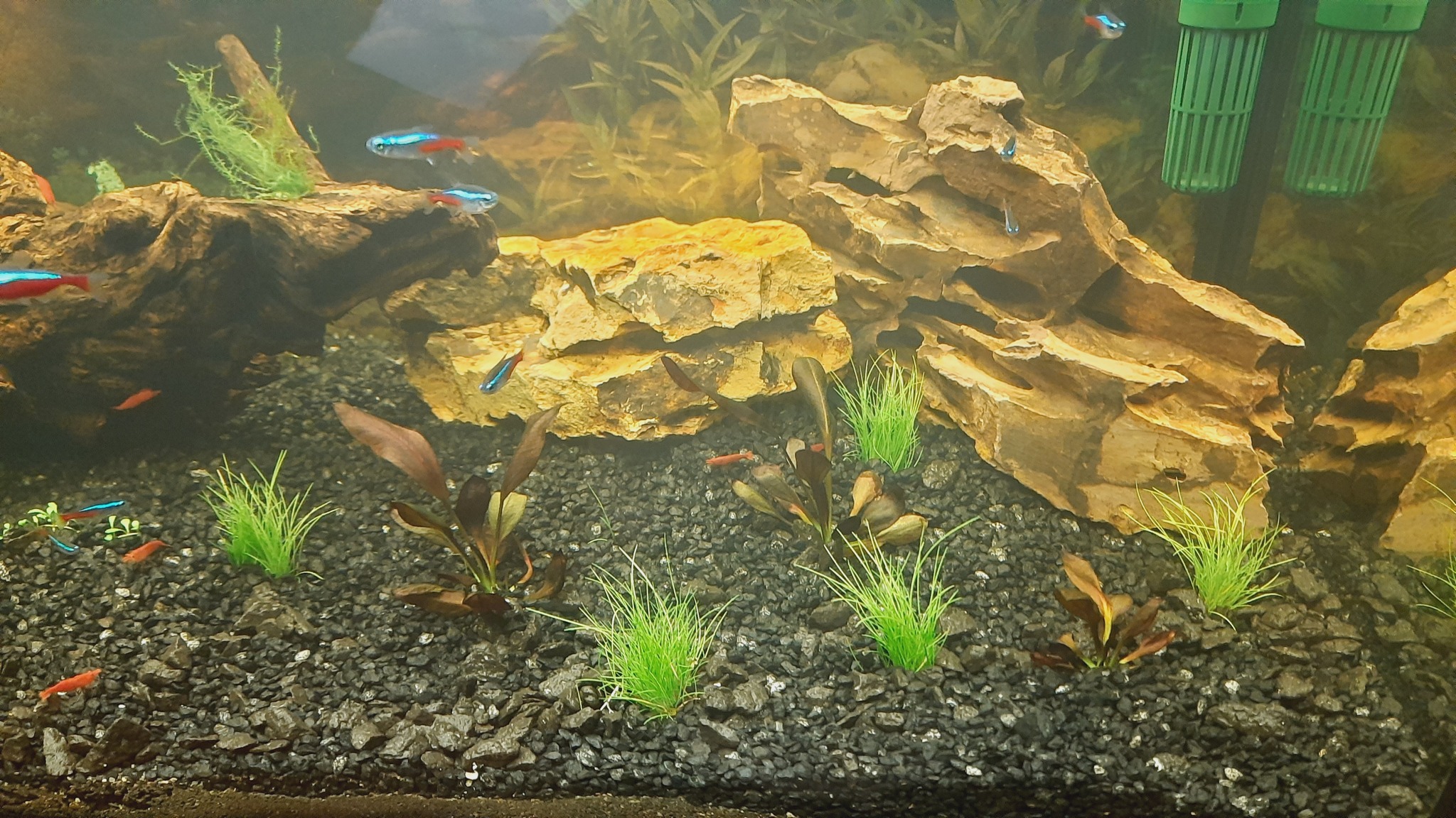 Return to Aquarium Part 3 - My, Aquarium, Aquarium fish, Aquarium, Longpost