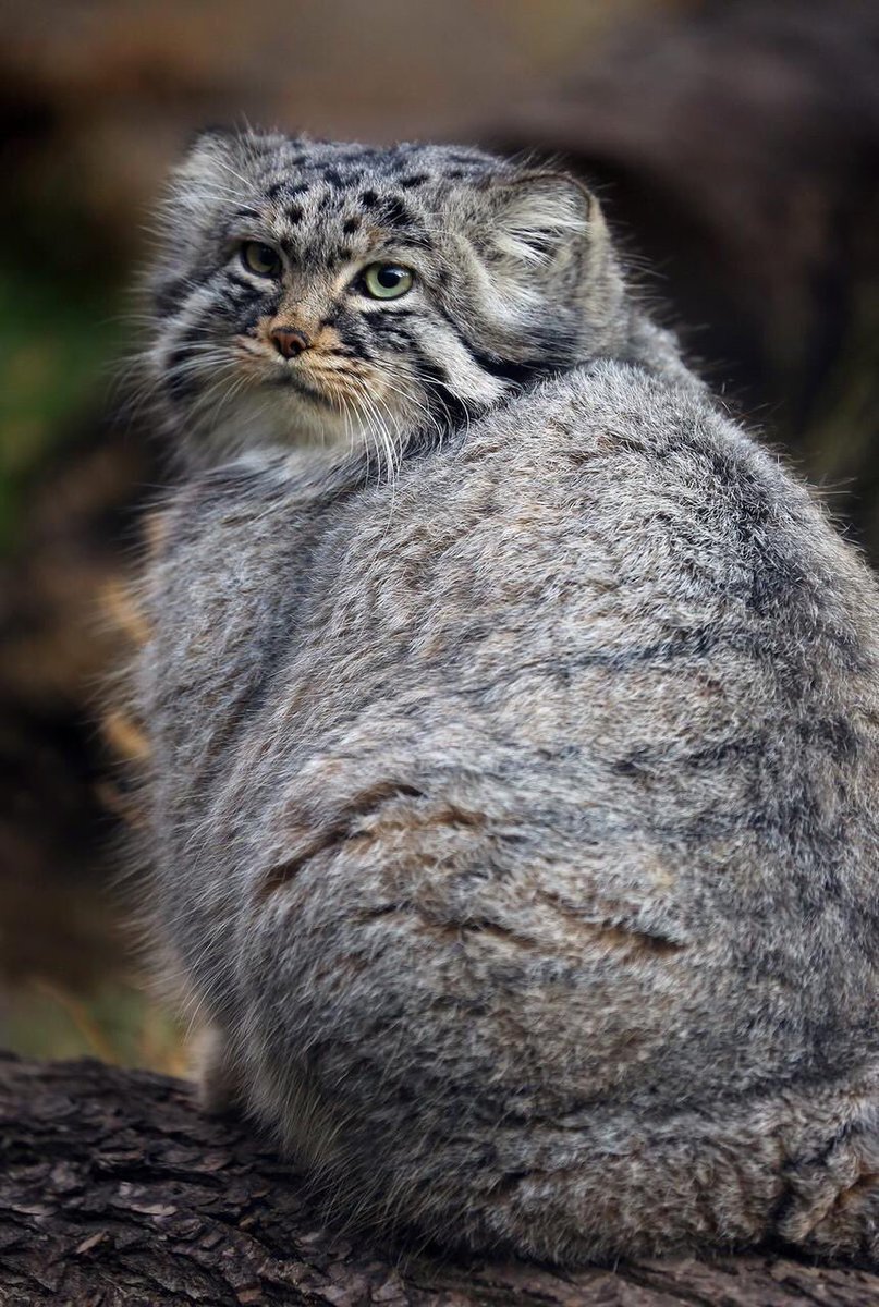 Boyany boyany, but they forgot about us - Wave of Boyans, Pallas' cat, Riot