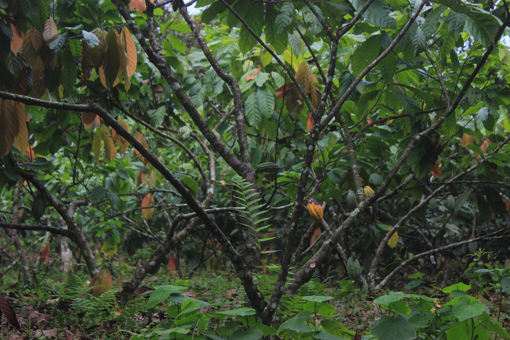 The jungle is calling - My, Ecuador, Plants, Nature, Tropics, Jungle, Orchids, wildlife, Exotic plants, Longpost