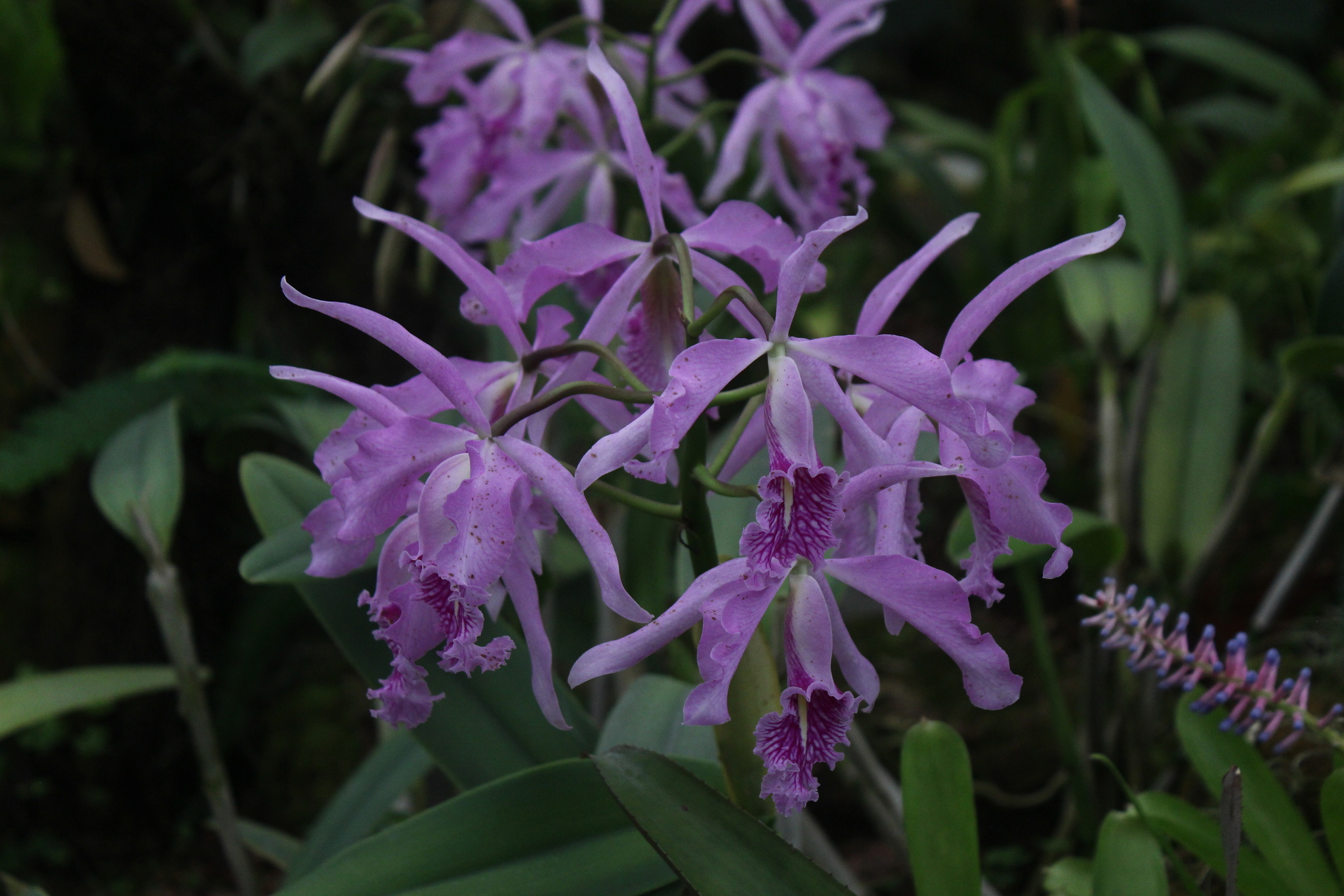 The jungle is calling - My, Ecuador, Plants, Nature, Tropics, Jungle, Orchids, wildlife, Exotic plants, Longpost